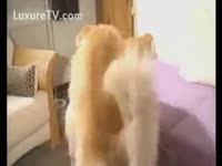 Chubby redhead not ever before seen mother I'd like to fuck widening for beast play